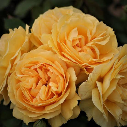 Trandafir floribunda "Absolutely Fabulous"/ Rosa floribunda "Absolutely Fabulous"/