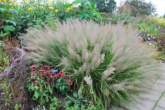 Calamagrostis brachytricha