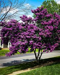 Liliac Indian &quot;Black Diamond Lavander Lace&quot; arbore / Lagerstroemia Indica &quot;Black Diamond Lavander Lace&quot; /