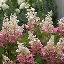 Hortensia paniculata "Pinky Winky" / Hydrangea paniculata "Pinky Winky"/ by gradina-noastra