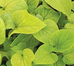 Brunnera macr. &