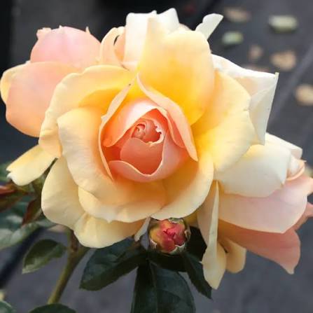 Trandafir floribunda "Hansestadt Rostock"/ Rosa floribunda "Hansestadt Rostock"/