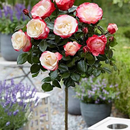 Trandafir pe picior "Nostalgie" / Rosa "Nostalgie"/