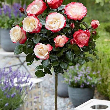 Trandafir pe picior "Nostalgie" / Rosa "Nostalgie"/