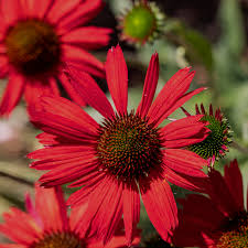 Echinacea purpurea &