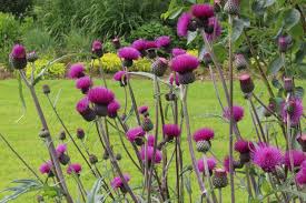 Cirsium rivulare &quot;Trevor&