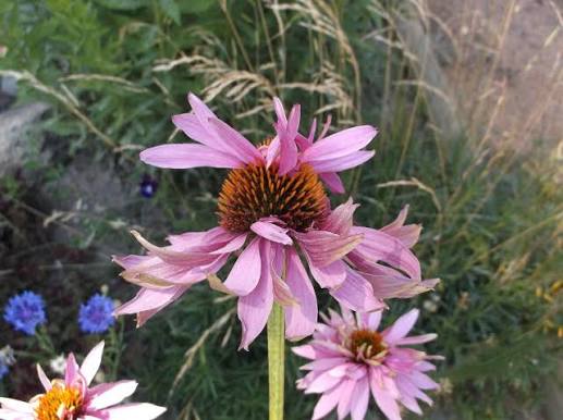 Echinacea purpurea "Double Decker"