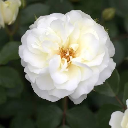 Trandafir pe picior "White Meilove" / Rosa "White Meilove"/