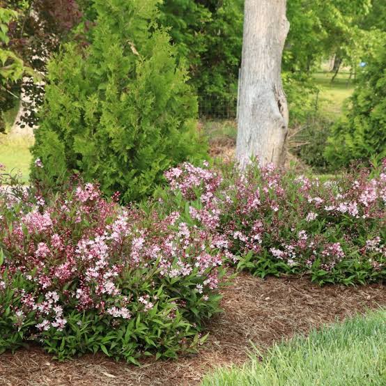 Deutzia × ‘Yuki Cherry Blossom®’