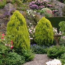 Tuia "Aurea Nana" 0.30 - 0.40 m / Thuja orientalis "Aurea Nana" / - Gradina Noastra