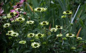 Echinacea purpurea &