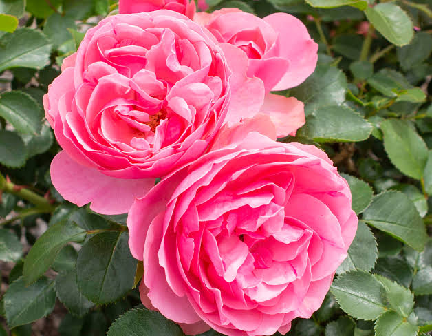 Trandafir floribunda "Leonardo Da Vinci"/ Rosa floribunda "Leonardo Da Vinci"/