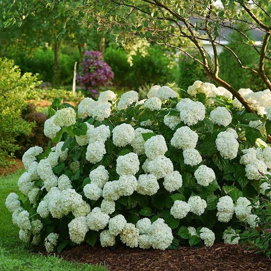 Hortensia " Incrediball Storm Proof" / Hydrangea arborescens "Incrediball Storm Proof"/