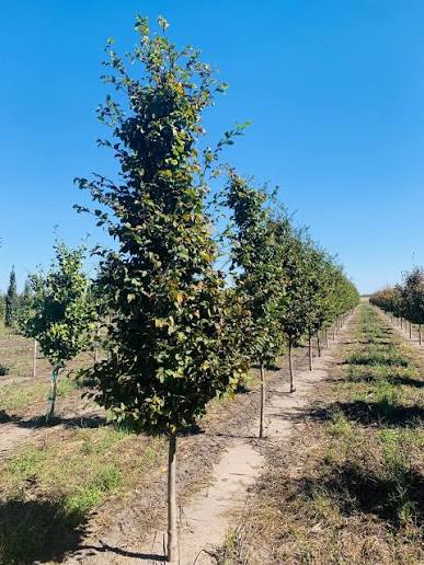 Carpen "Rockhampton Red" arbore / Carpinus betulus  "Rockhampton Red"/
