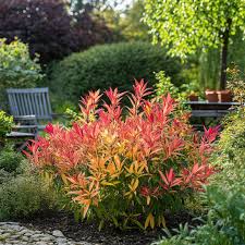Andromeda japoneza mix / Pieris mix/