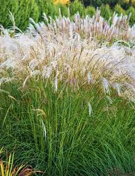 Iarba elefantului "Kleine Fontaine" 0.20 - 0.30 m / Miscanthus sinensis "Kleine Fontaine" / by gradina-noastra