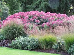 Eupatorium maculatum &quot;Atropurpureum&quot;