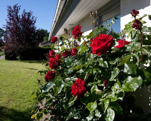 Trandafir teahibrid "Ingrid Bergman" – / Rosa HT "Ingrid Bergman"/