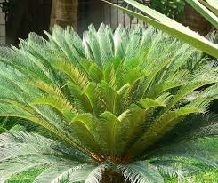 Palmier Sago 1.00 - 1.20 m / Cycas revoluta/