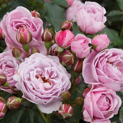 Trandafir floribunda "Nautica"/ Rosa floribunda "Nautica"/