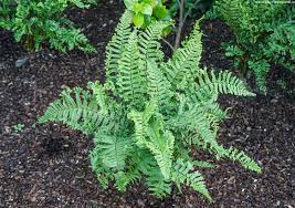 Dryopteris affinis "Crispa"
