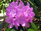 Rododendron diferite soiuri mix/buc/ Rhododendron hybrid mix/buc / - Gradina Noastra