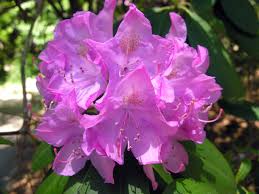 Rododendron diferite soiuri mix/buc/ Rhododendron hybrid mix/buc / - Gradina Noastra