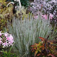 Schizachyrium scoparium "Ha Ha Tonka" 0.20 - 0.30 m by gradina-noastra