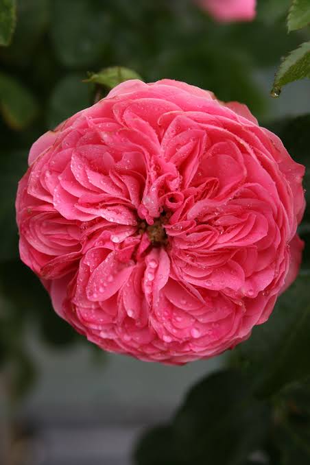 Trandafir Floribunda Leonardo Da Vinci Ornamental