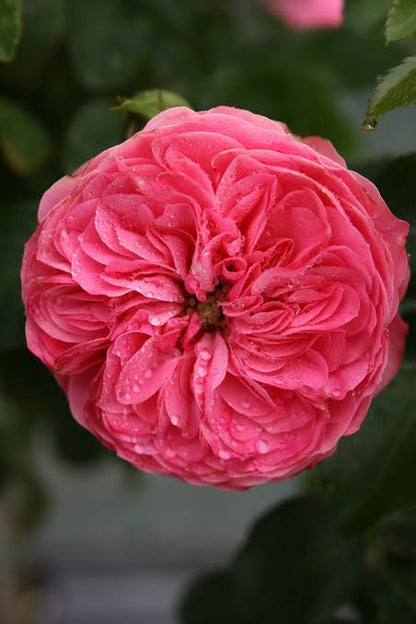 Trandafir floribunda "Leonardo Da Vinci"/ Rosa floribunda "Leonardo Da Vinci"/