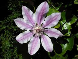 Clematis mix