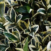 Salba japoneza" Elegant Aureus"- "Bravo" minge / Euonymus jap. "Elegant Aureus"/ by gradina-noastra