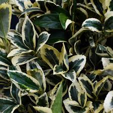 Salba japoneza&quot; Elegant Aureus&quot;- &quot;Bravo&quot; minge / Euonymus jap. &quot;Elegant Aureus&quot;/ by gradina-noastra