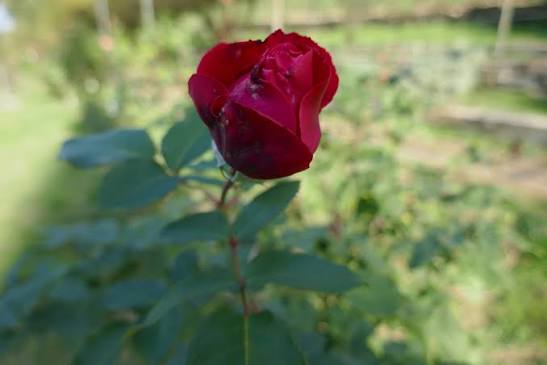 Trandafir teahibrid "Dame de coeur" – / Rosa HT "Dame de coeur"/
