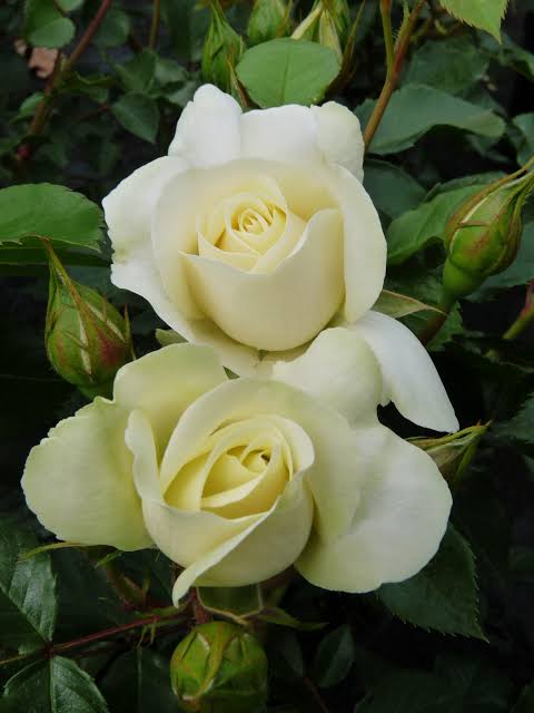 Trandafir pe picior "White Meilove" / Rosa "White Meilove"/