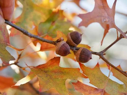 Stejar de balta / Quercus palustris/