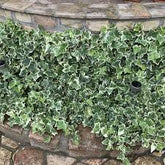 Iedera pitica "Little Diamond" / Hedera helix "Little Diamond" - Gradina Noastra