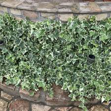 Iedera pitica "Little Diamond" / Hedera helix "Little Diamond" - Gradina Noastra