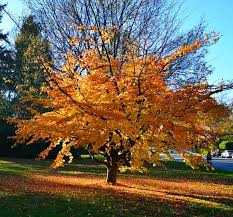 Arborele de Fier Persan 3.00 - 4.00 m / Parrotia persica / by gradina-noastra