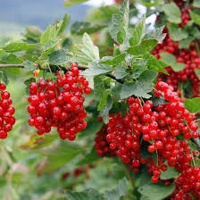 Coacăz Roșu /Ribes rubrum Jonkheer Van Tets/ by gradina-noastra