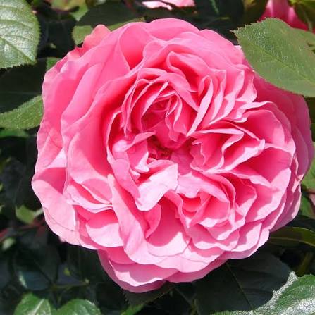 Trandafir floribunda "Leonardo Da Vinci"/ Rosa floribunda "Leonardo Da Vinci"/