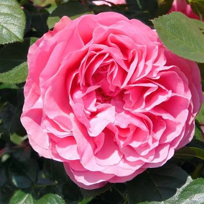 Trandafir floribunda "Leonardo Da Vinci"/ Rosa floribunda "Leonardo Da Vinci"/