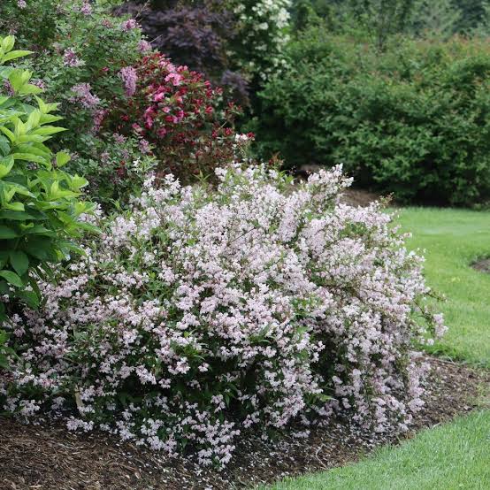 Deutzia × ‘Yuki Kabuki®’