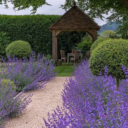 Nepeta kubanica "Neptune" (Copy)