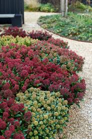 Liliac japonez "Rubella" 0.40 - 0.50 m / Skimmia japonica "Rubella"/ by gradina-noastra