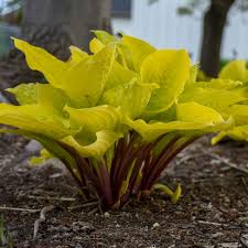 Hosta &quot;Fire Island&quot;