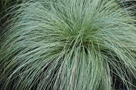 Carex morrowii &quot;Frosted Curls&quot; 0.20 - 0.30 m
