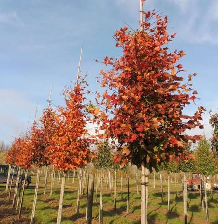 Carpen "Rockhampton Red" arbore / Carpinus betulus  "Rockhampton Red"/
