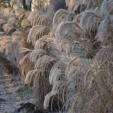 Iarba elefantului &quot;Kleine Fontaine&quot; 0.20 - 0.30 m / Miscanthus sinensis &quot;Kleine Fontaine&quot; /