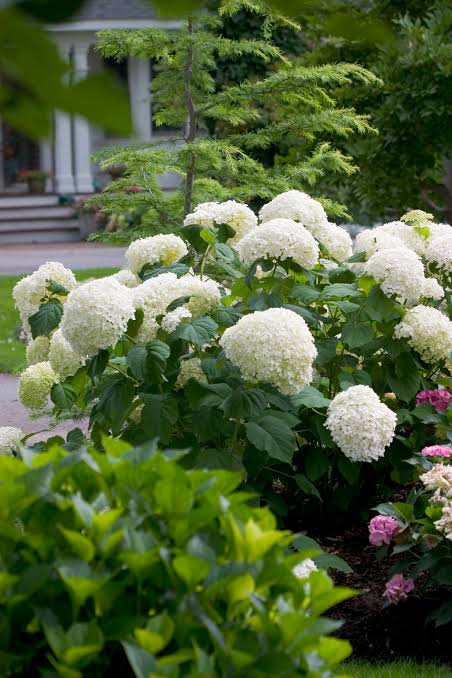 Hortensia " Incrediball Storm Proof" / Hydrangea arborescens "Incrediball Storm Proof"/